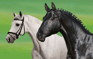 Black & white horses