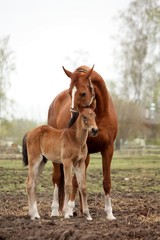 Fototapeta premium Brown cute foal portrait with his mother