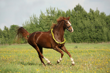 Obraz premium Chestnut horse galloping at dandelion field