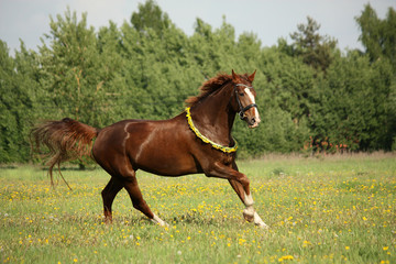 Obraz premium Chestnut horse galloping at dandelion field