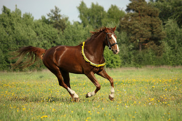 Obraz premium Chestnut horse galloping at dandelion field