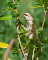 Lizard on the tree