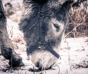 Donkey looking for food.