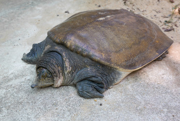 soft-shell turtles - Family: Trionychidae