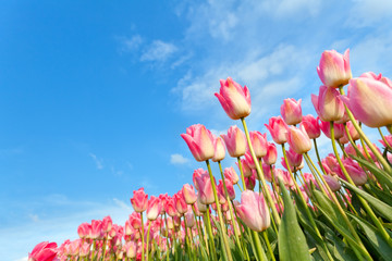 tulipes roses sur champ sur ciel bleu