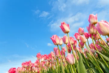 Photo sur Aluminium Tulipe tulipes roses sur champ sur ciel bleu