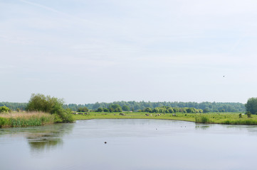 Landscape Dutch Oostvaardersplassen