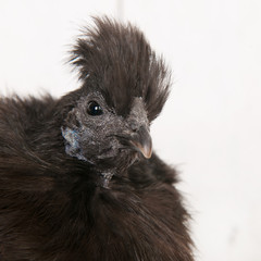 Silkie chicken in henhouse