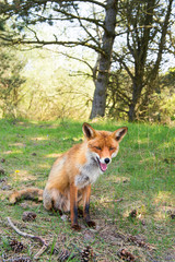 Red fox