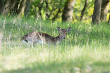 Roe deer laying in high grass