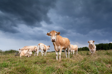 beige cattle herd on pasture