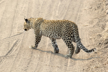 Fototapeta na wymiar Leopard crossing a road