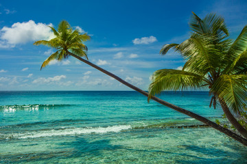 Obraz na płótnie Canvas Rest in Paradise - Malediven - Schräge Palme, Himmel und Meer