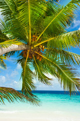 Rest in Paradise - Malediven - Palme am Strand