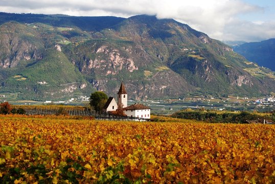 herbstlicher Weinberg in Südtirol