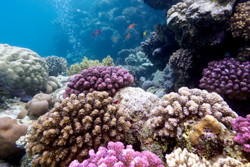Naklejka na ściany i meble colorful coral reef on the bottom of tropical sea, underwater