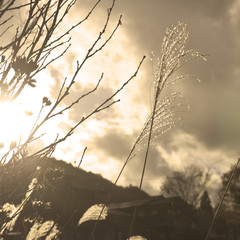 Obraz premium Sepia plant cloudscape