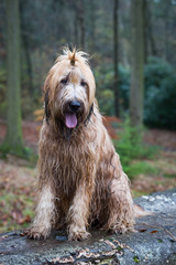 Briard Dog