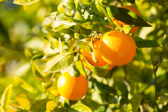 Valencia orange trees