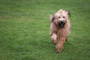 Briard Dog