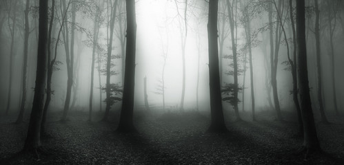 Dark mirrored forest in a autumn foggy day