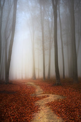 Fairytale forest in misty autumn day