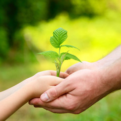 Father's and son's hands holding green growing plant over nature