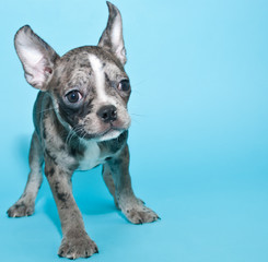 Ears to Hear You With