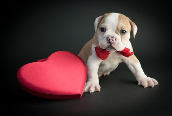 valentine's Day Puppy