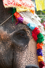 Decorated elephant in Hindu temple