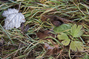 Dead leaves on the yellowed grass