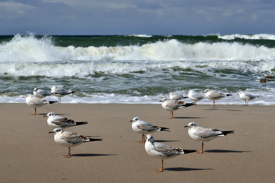 Gulls and storm Baltic sea