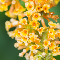 Fototapeta premium Butterfly Bush Bloom