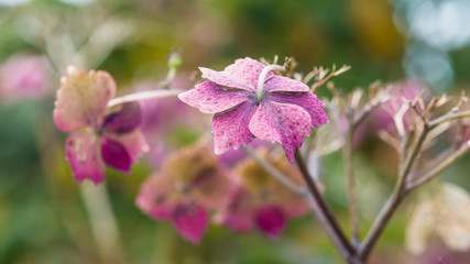 Fototapeta premium Autumn Hydrangea