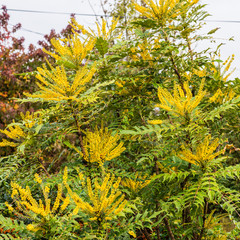 Mahonia Japonica