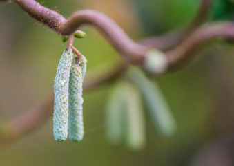 Twisted Hazel Catkin