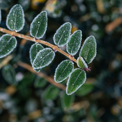 Frozen Cotoneaster Leaves