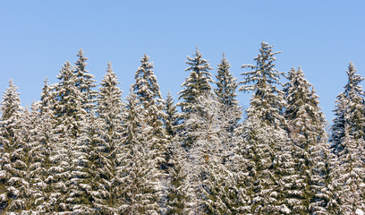 Snow-covered spruce trees in winter frosty sunny day