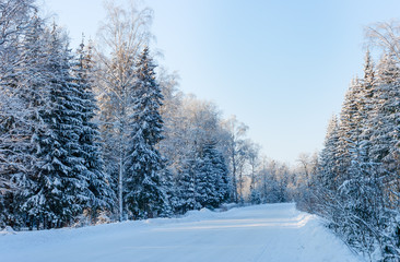 Obraz premium Winter road in snowy forest on a sunny frosty day