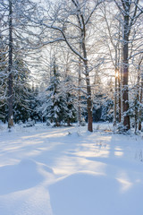 Зимний лес в морозный солнечный день 