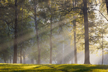 Sun rays in the morning mist in the park in early autumn