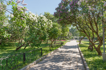 Цветущий сиреневый сад в Москве