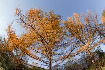 Ветви осенней лиственницы в парке