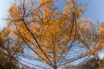 Ветви осенней лиственницы в парке