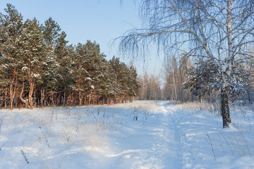 Зимний морозный солнечный день в лесу © Igor Gorshkov