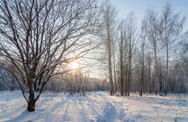 Winter frosty sunny day in the forest