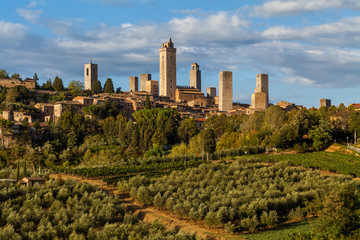 Fototapeta na wymiar San Gimignano - Olivenhaine