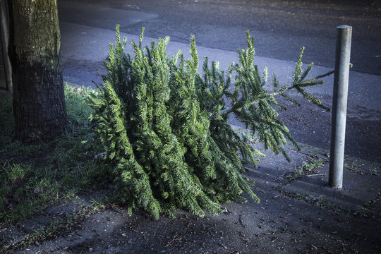 weihnachtsbaum danach, nachts an der stra&szlig;e