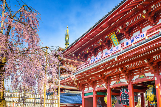 Asakusa Temple in Springtime