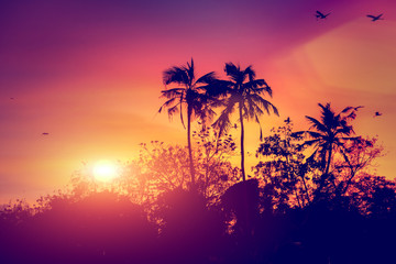 Obraz premium sunset with birds